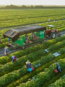 Smart sensors — agriculture logistics energy